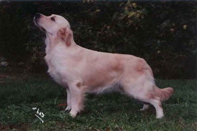 TR. CH. Pépite d'or du P'Tit Coin de Paradis