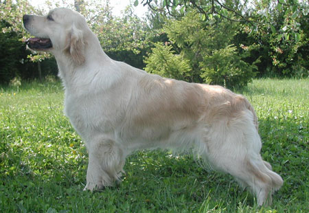 TR. Vickie du P'Tit Coin de Paradis